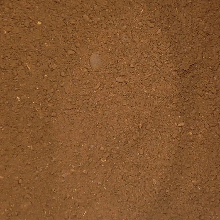 Cicoria tostata in polvere