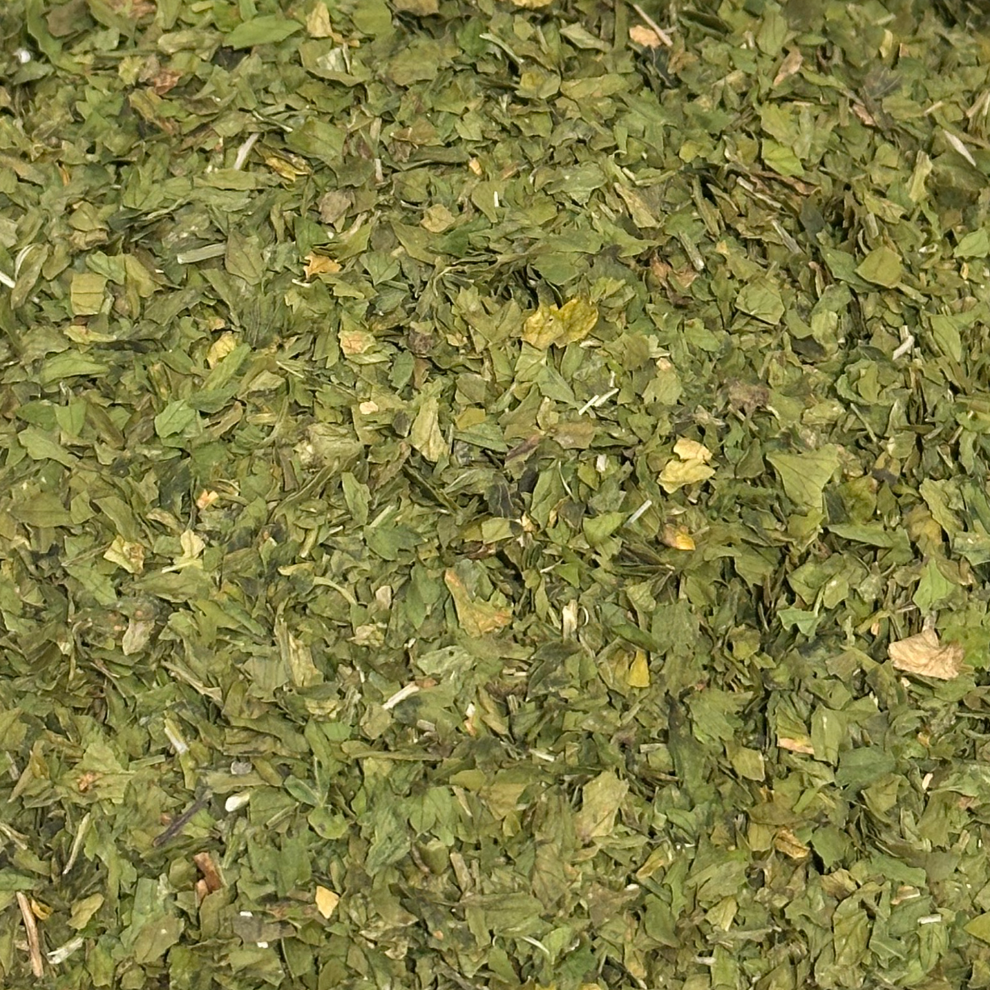 Folhas de Salsa