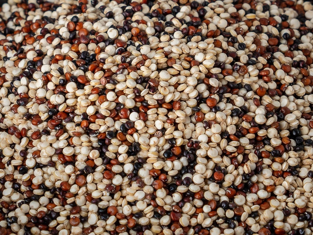 Sementes de Quinoa Tricolor - Casca Rija